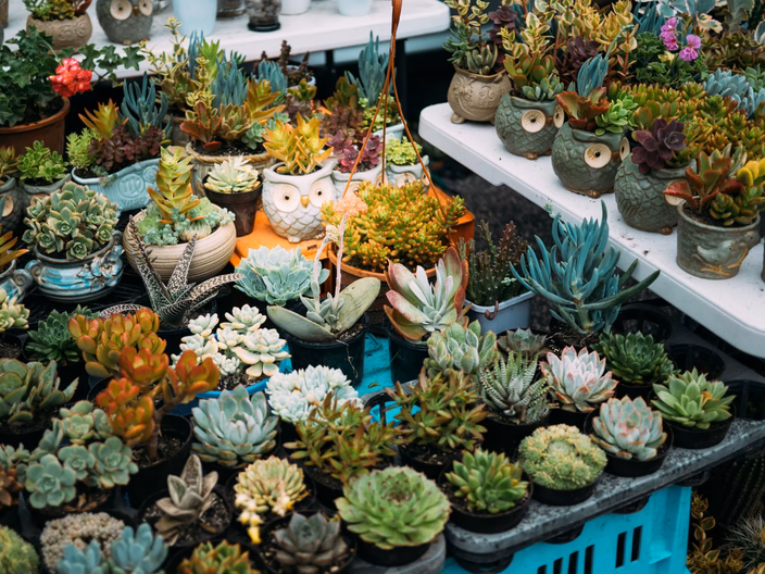 Plant Nursery detail